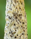 Xylaria kegeliana image