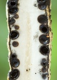 Xylaria kegeliana image