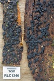 Nemania bipapillata image
