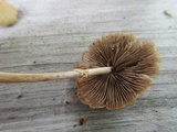 Agrocybe rivulosa image