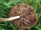 Agrocybe rivulosa image