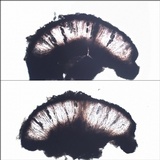 Rhizocarpon jemtlandicum image