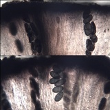 Rhizocarpon jemtlandicum image