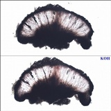 Rhizocarpon jemtlandicum image