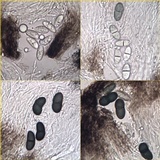 Rhizocarpon jemtlandicum image