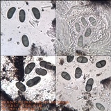 Rhizocarpon jemtlandicum image