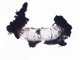 Diploschistes caesioplumbeus image