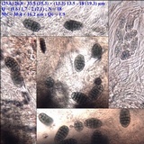 Diploschistes caesioplumbeus image