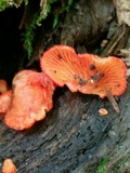 Crepidotus cinnabarinus image