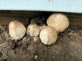 Coprinopsis romagnesiana image