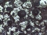 Amandinea punctata image