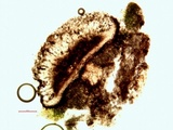Amandinea punctata image