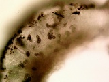 Amandinea punctata image