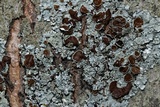 Myelochroa galbina image