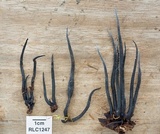 Xylobotryum portentosum image