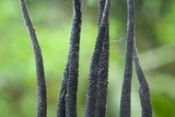 Xylobotryum portentosum image