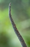 Xylobotryum portentosum image