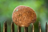 Redeckera fulvum image