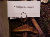 Phaeocollybia ammiratii image