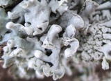 Hypogymnia physodes image