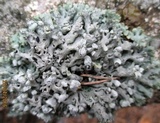 Hypogymnia physodes image