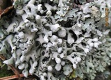 Hypogymnia physodes image