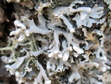 Hypogymnia physodes image