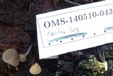 Mycena abramsii image