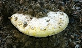 Amanita aprica image
