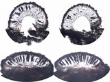 Rinodina capensis image
