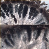 Rinodina capensis image