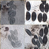 Rinodina capensis image