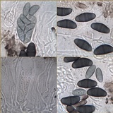 Rinodina capensis image