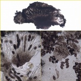 Buellia badia image