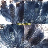 Buellia badia image