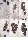 Buellia badia image