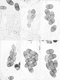 Buellia badia image