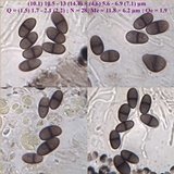 Buellia badia image