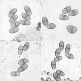 Buellia badia image