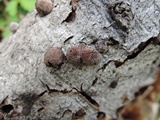 Hypoxylon multiforme image