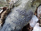 Hypoxylon multiforme image