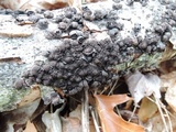 Hypoxylon multiforme image