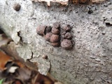 Hypoxylon multiforme image