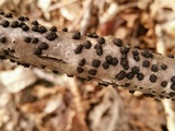Jackrogersella cohaerens image