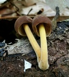 Pluteus romellii image