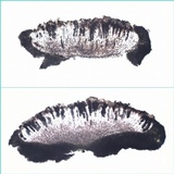 Rinodina atrocinerea image