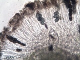 Rinodina atrocinerea image