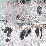 Rinodina atrocinerea image