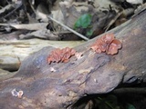 Dacryopinax elegans image
