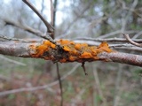 Gymnosporangium clavariiforme image